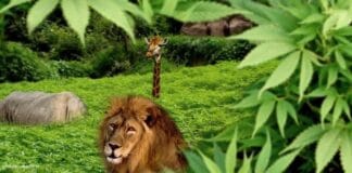 zuid afrika cannabis wet coffeeshop africa tilburg