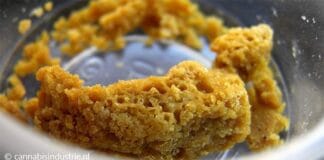 waarom hasjolie niet in de coffeeshops wordt verkocht