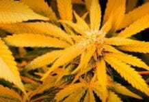 WUR-doorbraak: uitgestorven enzym produceert medicinaal waardevol CBC legalisering milieu cannabis cannabis petitie bonaire cannabis industrie luchtwaliteit legalisatie van cannabis JA21 Project C
