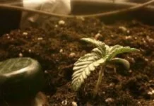 hplvd wietproef project c etten leur heerhugowaard