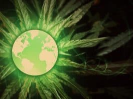 cannabis industrie canada vs internationale cannabismarkt KvK Canada VS wereldwijd medicinale cannabis industriële hennep legale cannabis verkooprecords