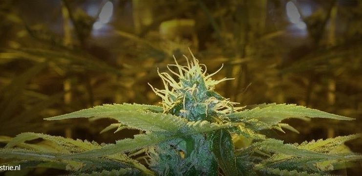 documentaireserie Cannabis helmond Project C