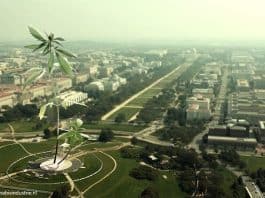democratische partij cannabis trump cannabis onderzoek cannabis legalisatie amerikaanse congres more act joe biden drug czar