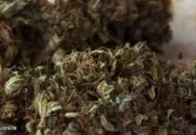 croptober sterke wiet in nederland