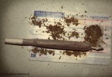 Combinatie cannabis en tabak gekoppeld aan mentale gezondheidsproblemen wietpas reportages video goes i-criterium