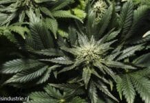 Heerlen sluit tuincentrum wegens vermoedelijke rol in grootschalige illegale cannabisteelt autoflower grow diaries urban-gro