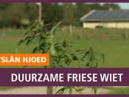 Greeninclusive Drachten Omroep Friesland reportage video industriële hennep