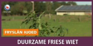 Greeninclusive Drachten Omroep Friesland reportage video industriële hennep