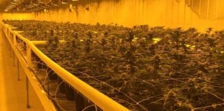 medicinale cannabis fabriek Aurora Canada