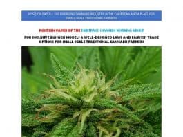 Fair Trade cannabis werkgroep publiceert position paper voor Caraïben