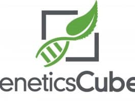 GeneticsCubed patent CBD cannabinoïde cannabichromene