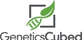 GeneticsCubed patent CBD cannabinoïde cannabichromene