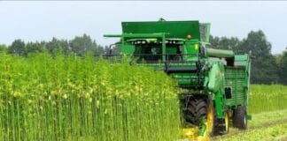 hempflax oogst industriële hennep groeneoord oude pekela groningen