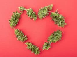 valentijnsdagweekend valentijnsdag cannabis legale verkoop