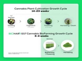 BioFarming-technologie productiecyclustijd cannabis verkorten