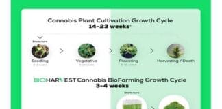 BioFarming-technologie productiecyclustijd cannabis verkorten