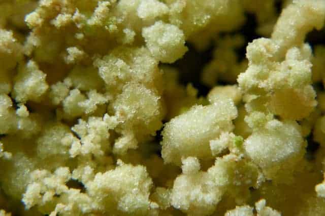 Bioharvest Sciences onthult nieuwe baanbrekende cannabis trichomen structuur Amalgamated Trichomes Coral Structure (ATCS)