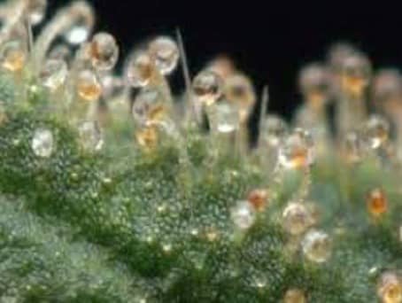 Bioharvest Sciences onthult nieuwe baanbrekende cannabis trichomen structuur