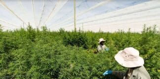 highlands investments zuid-afrika macedonië cannabis