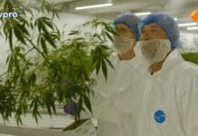 Reizen Waes Vlaanderen Bedrocan bezoek