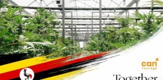 cantourage together pharma medicinale cannabis oeganda duitsland