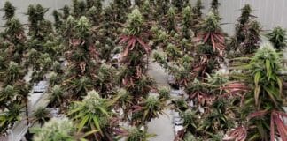 medicinale cannabis Xebra