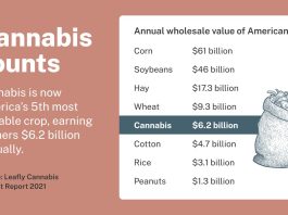 Rapport: Cannabis is Amerika's vijfde meest waardevolle gewas leafly