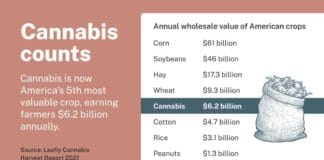 Rapport: Cannabis is Amerika's vijfde meest waardevolle gewas leafly