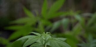 Studie met 90.000 samples bevestigd: Indica/Sativa labels zijn onzin