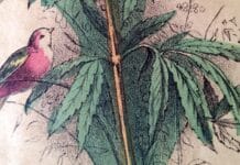 Oprichting Nationaal Hennep Gilde: discussie openbreken over het legaliseren van de hennepplant Oprichting Nationaal Hennep Gilde moet discussie openbreken over het legaliseren van cannabis