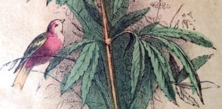 Oprichting Nationaal Hennep Gilde moet discussie openbreken over het legaliseren van cannabis