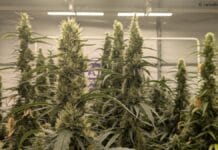 Nieuw onderzoek Innexo beweert eigenschappen van planten in cannabiszaden te herkennen