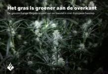Politie: ‘Nederlandse criminelen liften mee op internationale cannabishandel’ Voorkant politierapport 'Het gras is groener aan de overkant De grootschalige illegale import van en handel in niet-Europese hennep'