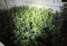 Opnieuw wietkwekerij ontdekt in een brug, overheid betaalde voor stroom wietkwekerij brug A2 vianen